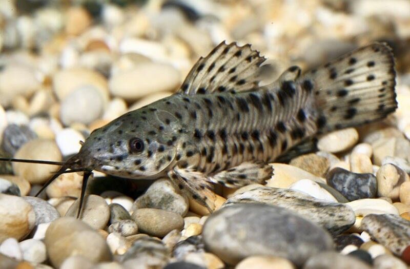 Hoplo Catfish