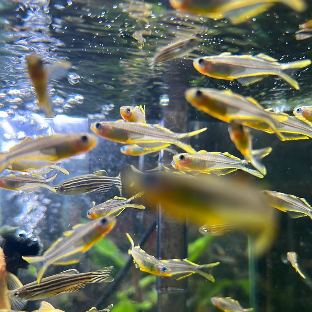 Forktail Rainbow
