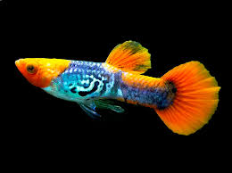Koi Cobra Guppy Pair