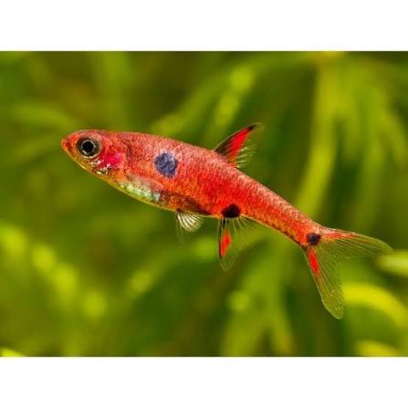 Spotted Dwarf Rasbora