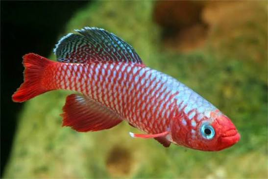 Nothobranchius Rubripinnis Pairs