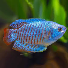 Assorted Dwarf Gourami