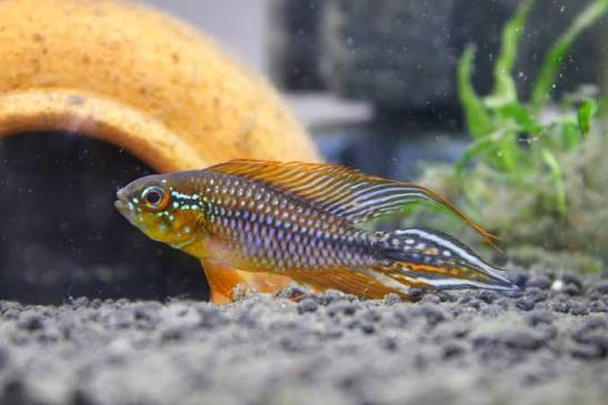 Agassizii Alenquer Apistogramma