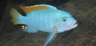Mixed Male Mbuna Cichlid
