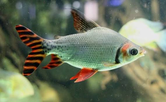 Flagtail Prochilodus