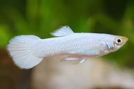 Platinum White Male Guppy