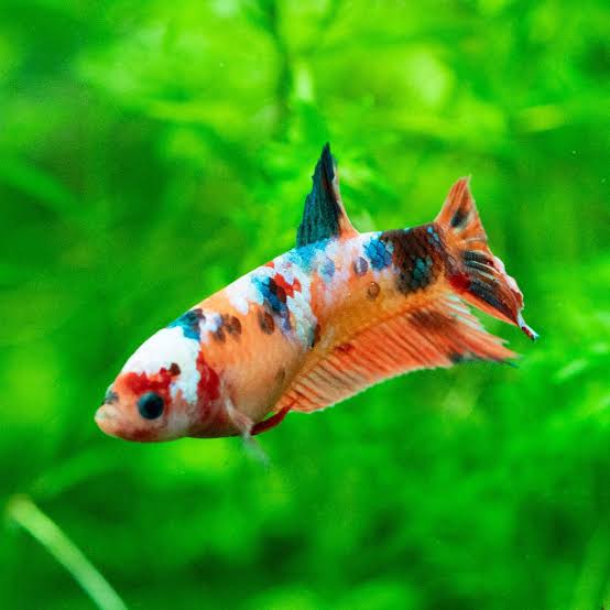 Koi Female Betta (LB)
