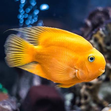 Yellow Blood Parrot