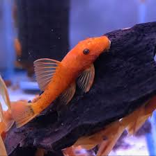 Super Red Bristlenose