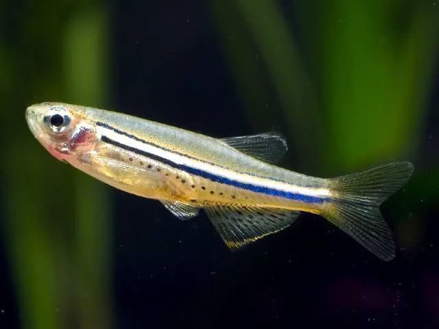 Dwarf Spotted Danio