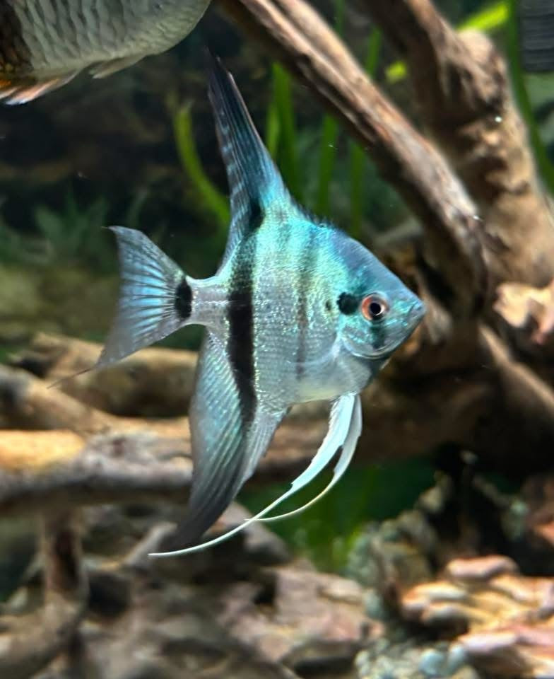 Philippine Blue Angelfish