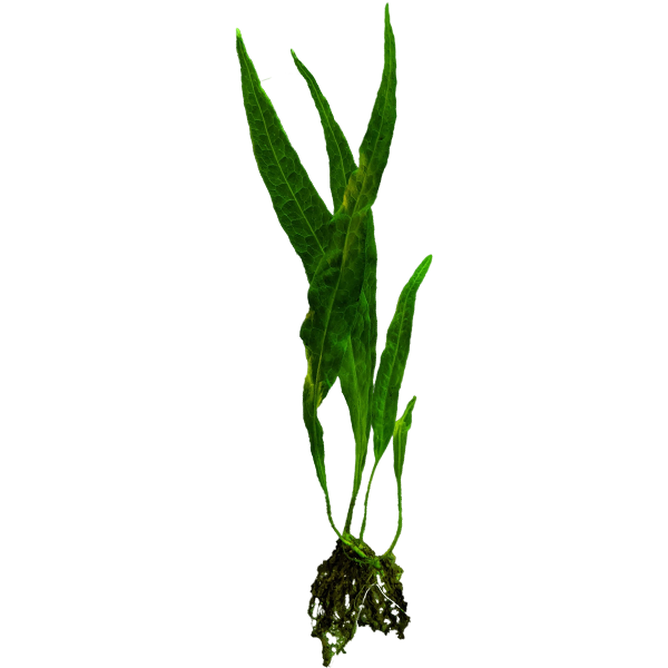 Needle Leaf Java Fern (Small)