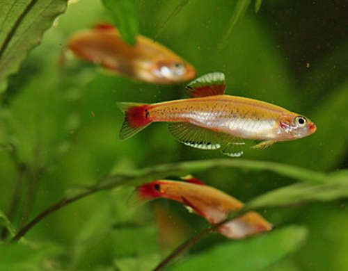 Golden White Cloud Mountain Minnow