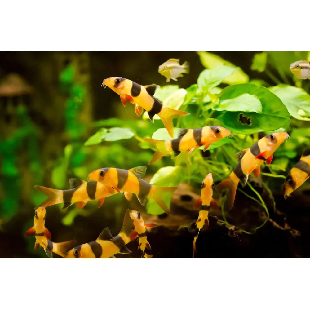 A group of vibrant orange Clown Loaches with bold black stripes swimming in an aquarium with plants in the background