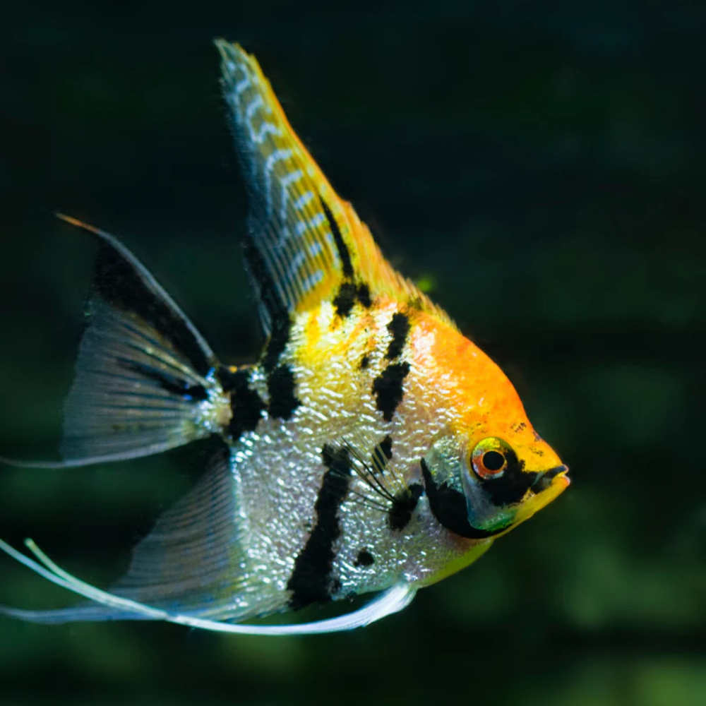 Koi Angelfish