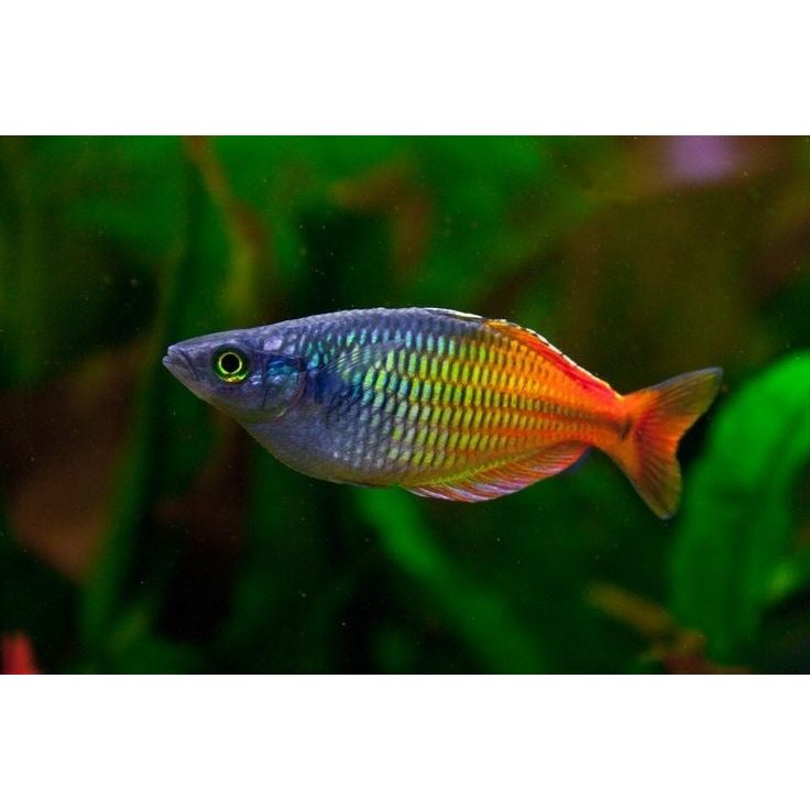 Boesemani Rainbow