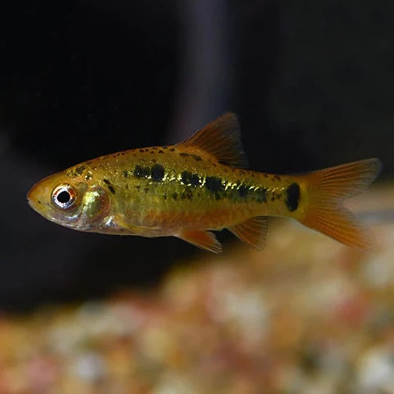 Golden Barb