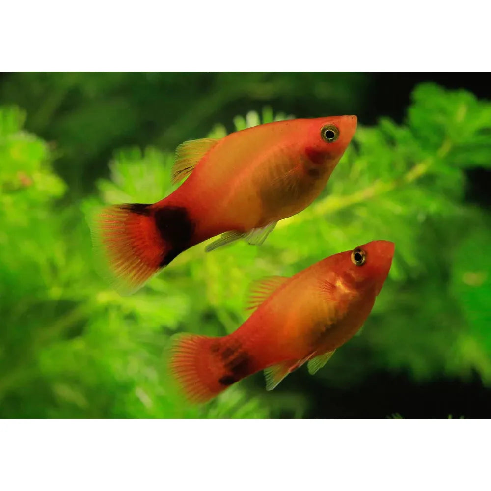 Platy (Assorted)