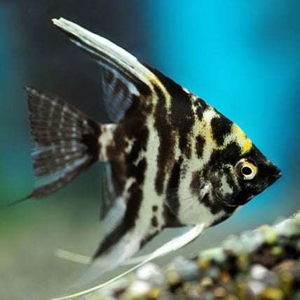Angel Fish (Marble)