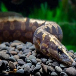 Tyre Track Eel (12cm)