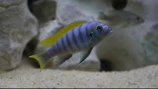 Mixed Male Mbuna Cichlid