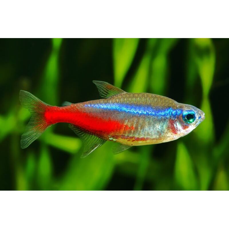 Neon Tetra