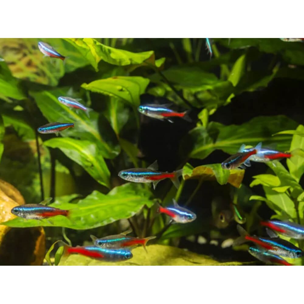 Neon Tetra