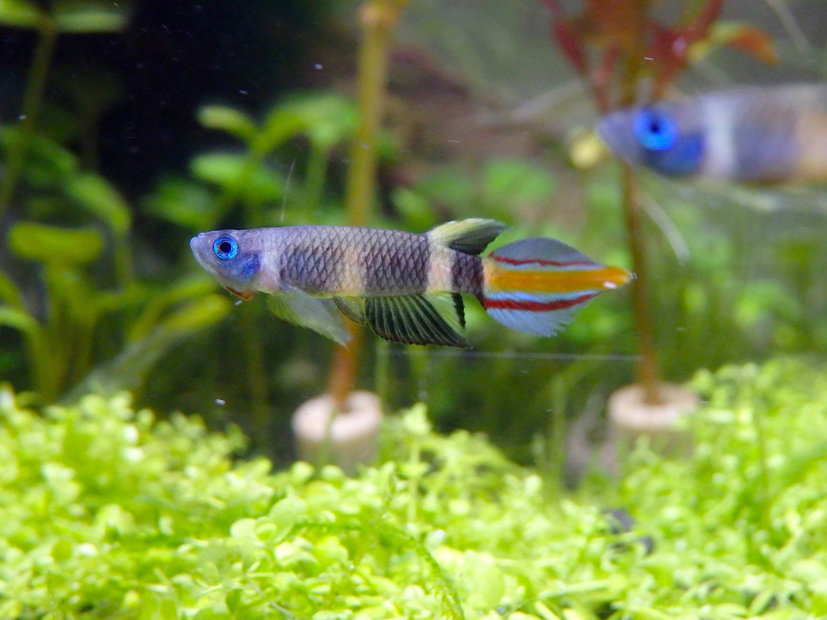 Clown Killifish