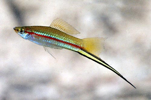 Assorted Swordtail