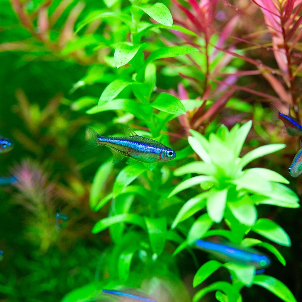 Green Neon Tetra