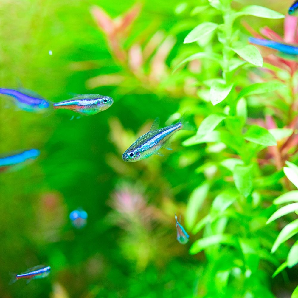 Green Neon Tetra
