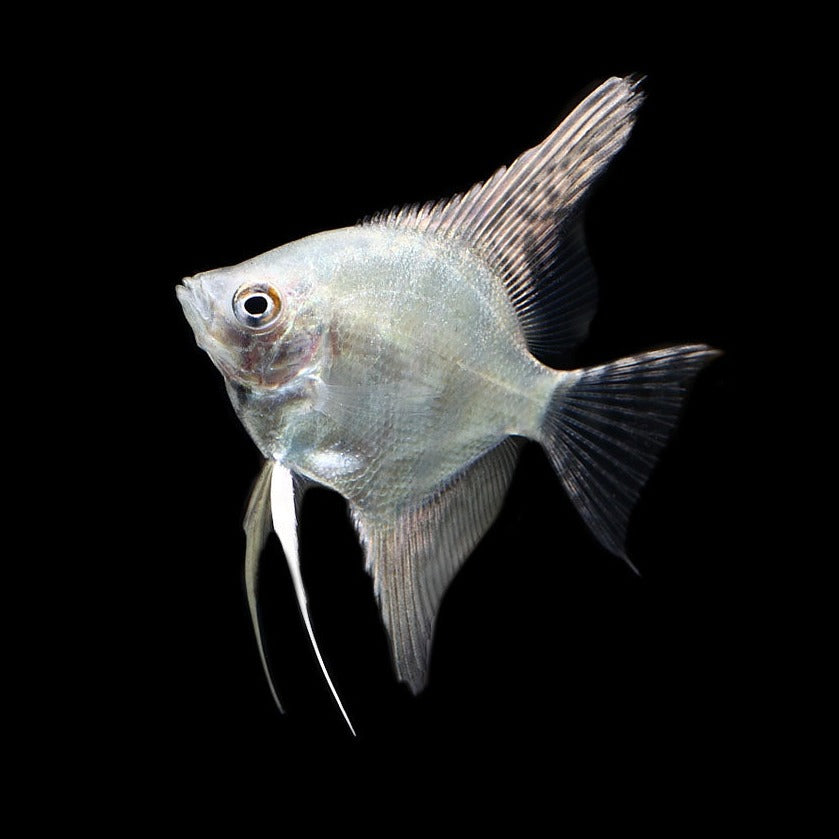 Platinum Angelfish