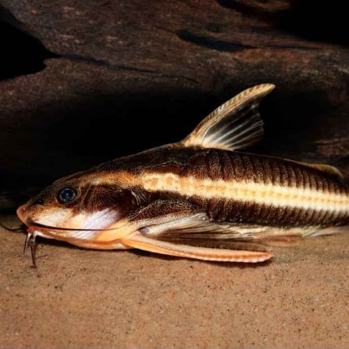 Chocolate Striped Catfish