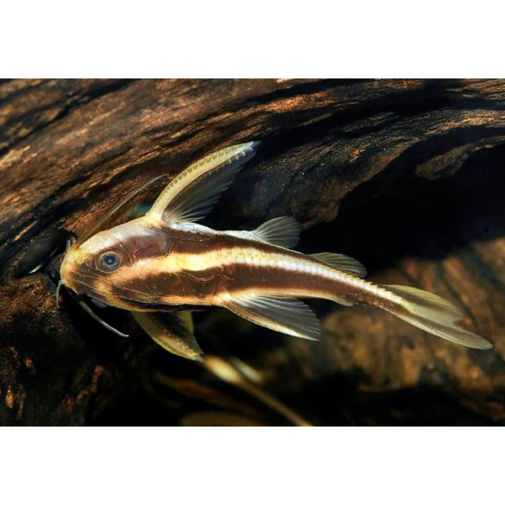 Chocolate Striped Catfish