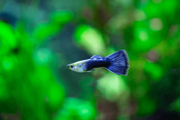 Male Blue Neon Guppy