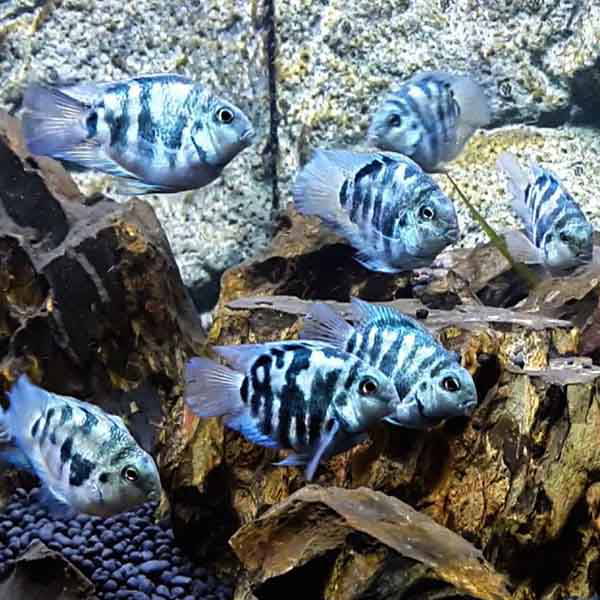 A photo of a group of blue polar parrot cichlids with pale blue coloration and iridescent scales, swimming near rocks in an aquarium.