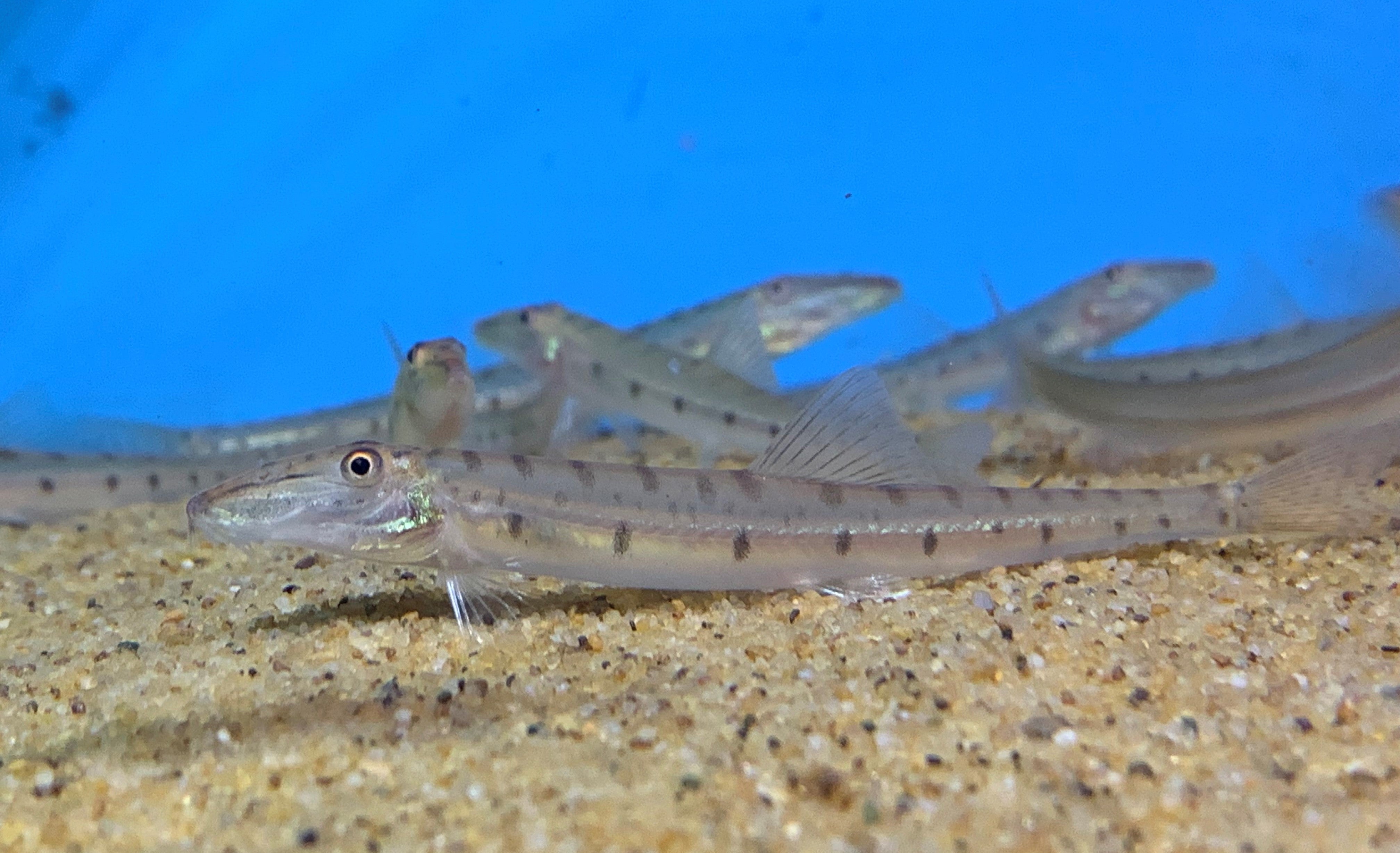 Slender loach with pale translucent body, dark spotted lateral markings and clear fins resting on sandy substrate in freshwater aquarium with blue background