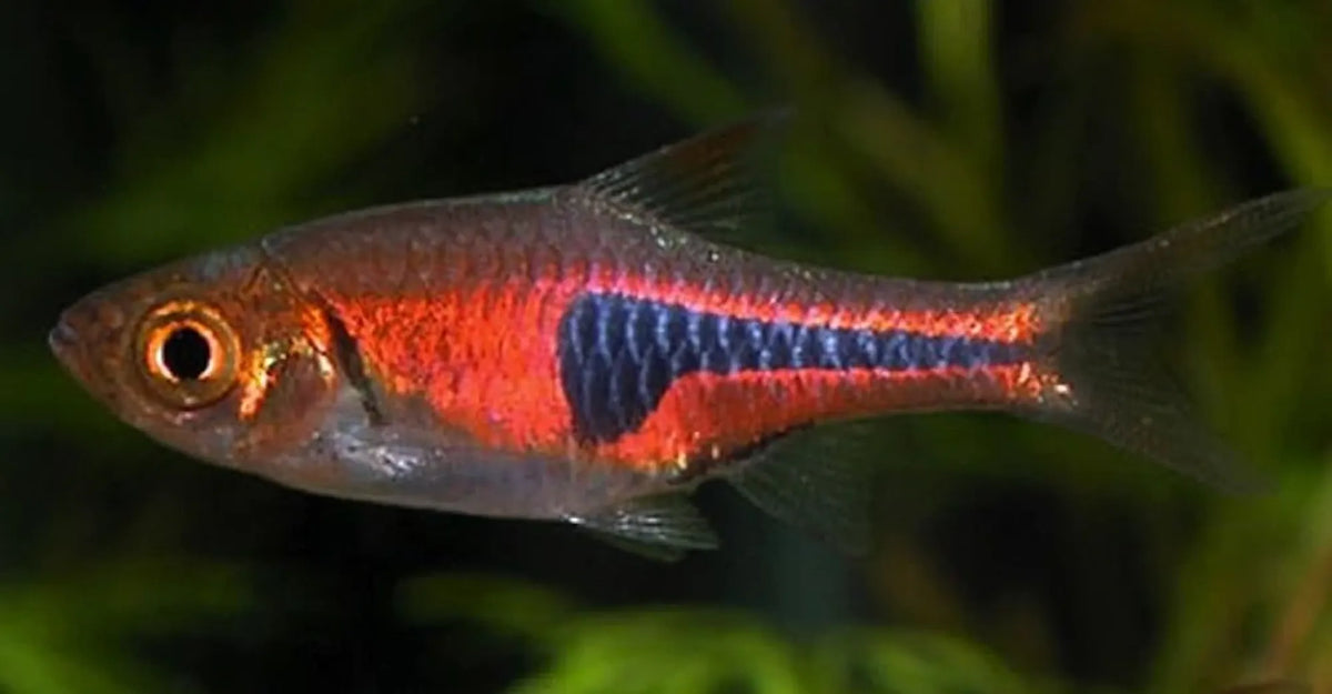 Lambchop Rasbora (Espei)