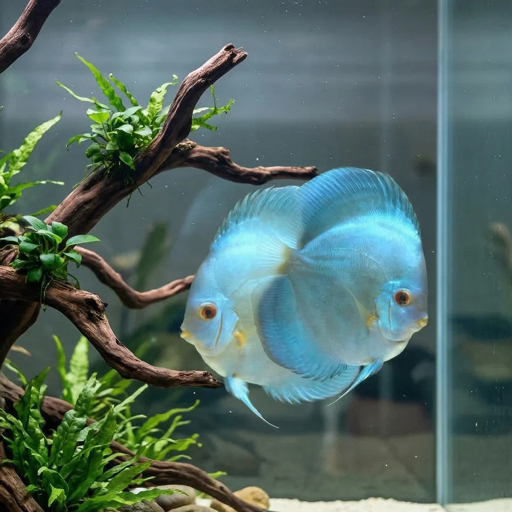 Blue Diamond Discus Large