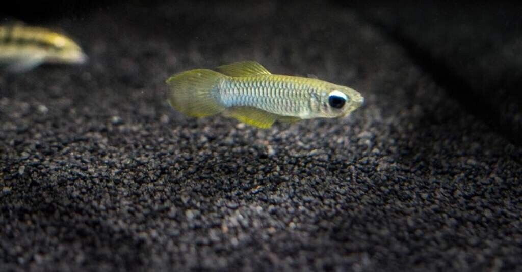 Lampeye Killifish