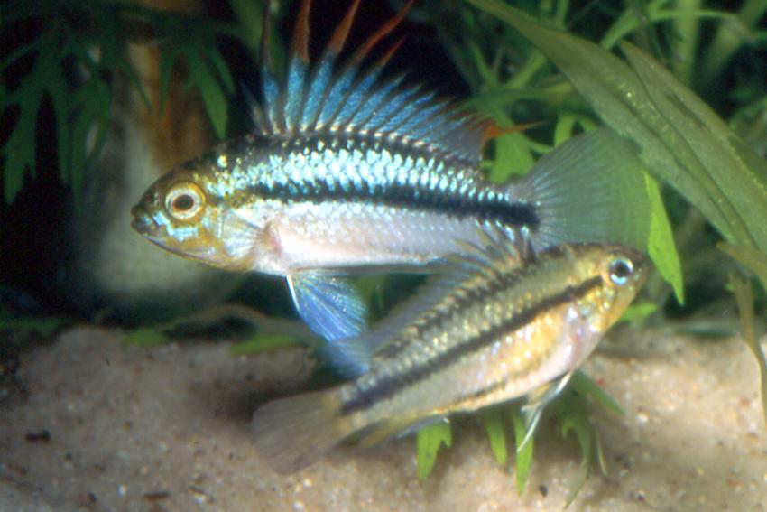Apistogramma Trifasciata