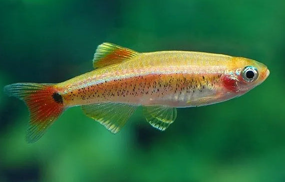 Golden White Cloud Mountain Minnow