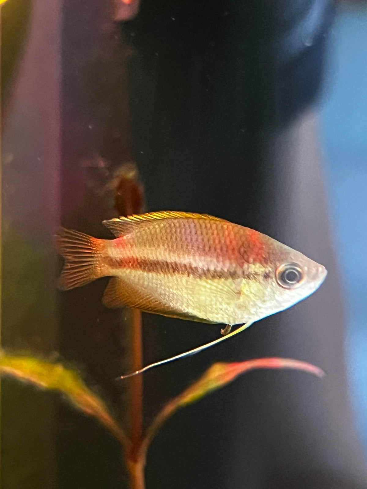 Wild Honey Gourami
