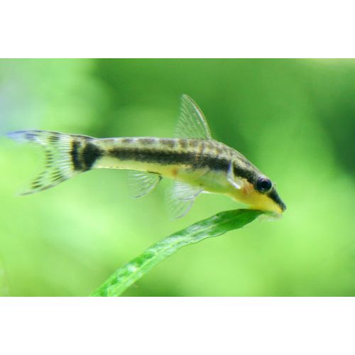 Otocinclus Catfish