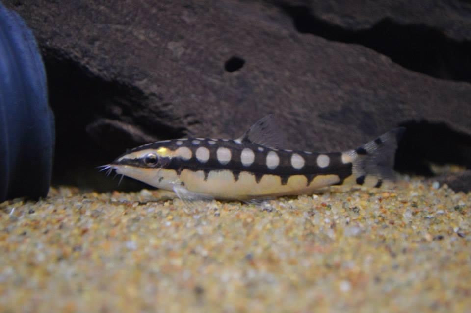 Dwarf Chain Loach