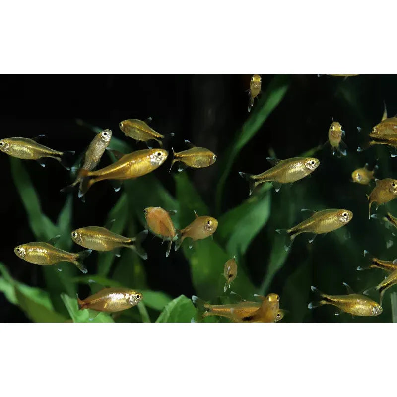 Silvertip Tetra