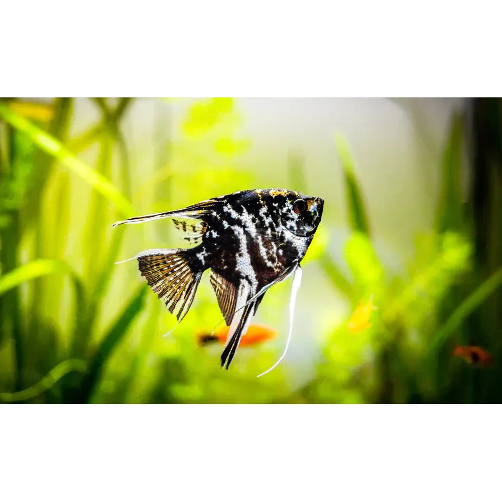 Angel Fish (Marble)