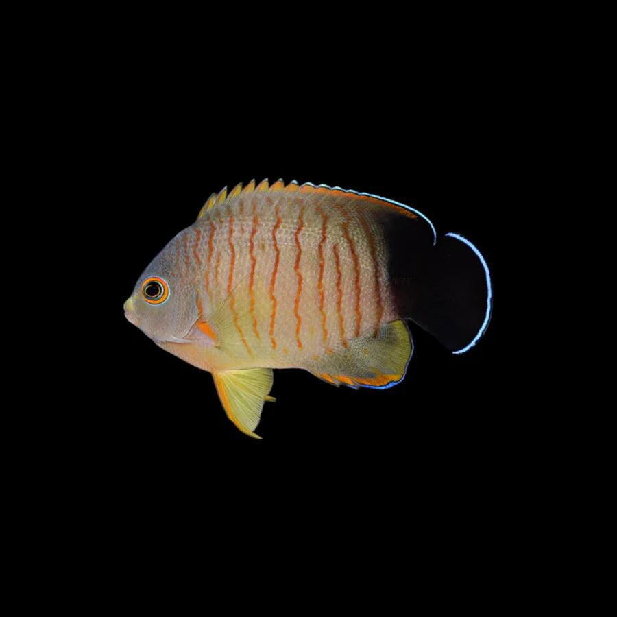 Eibli's Angelfish