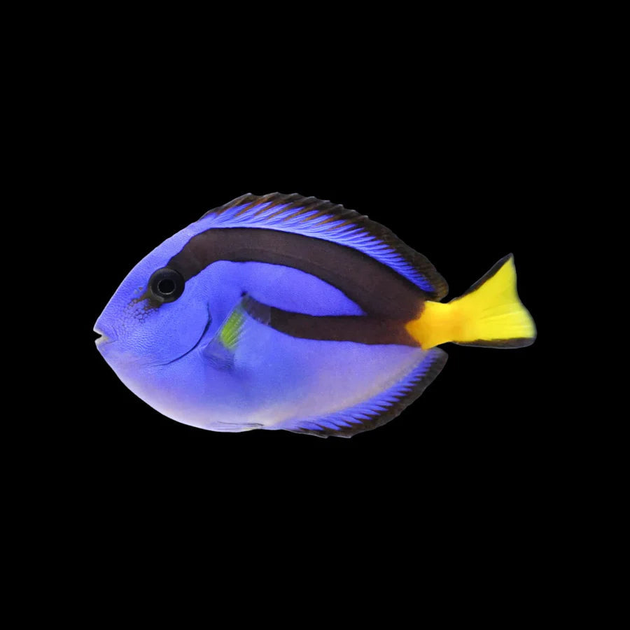 Blue Tang