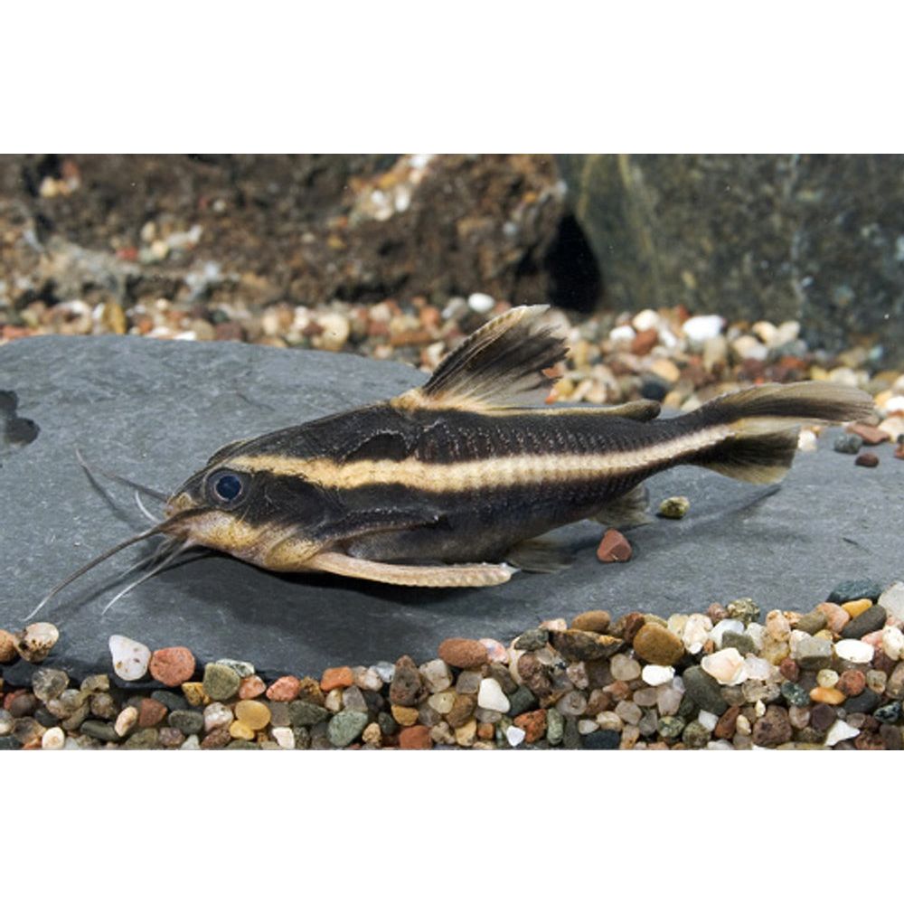 Chocolate Striped Catfish